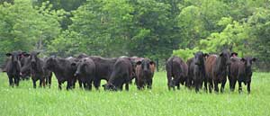 Heifers For Sale