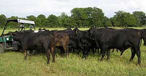 Heifers For Sale